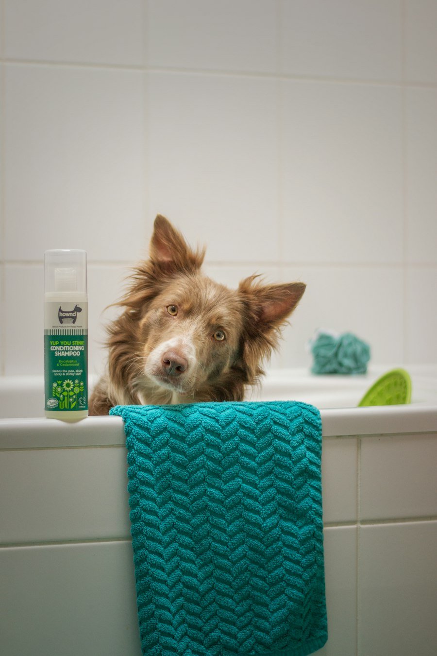 Cão tomando banho na banheira