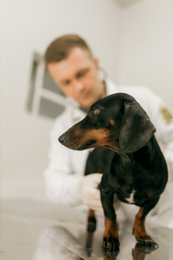 Veterinário examinando um cão