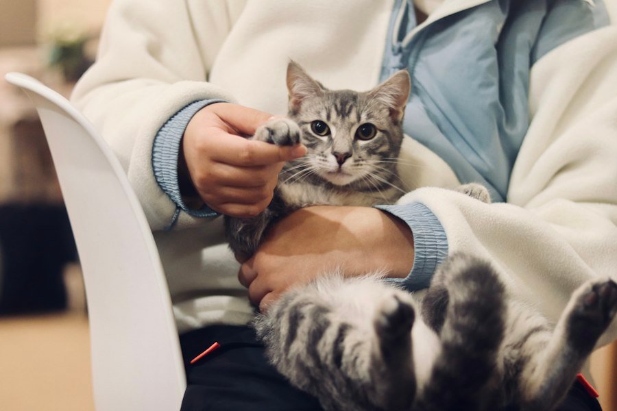 Gato no colo da tutora durante a vacinação