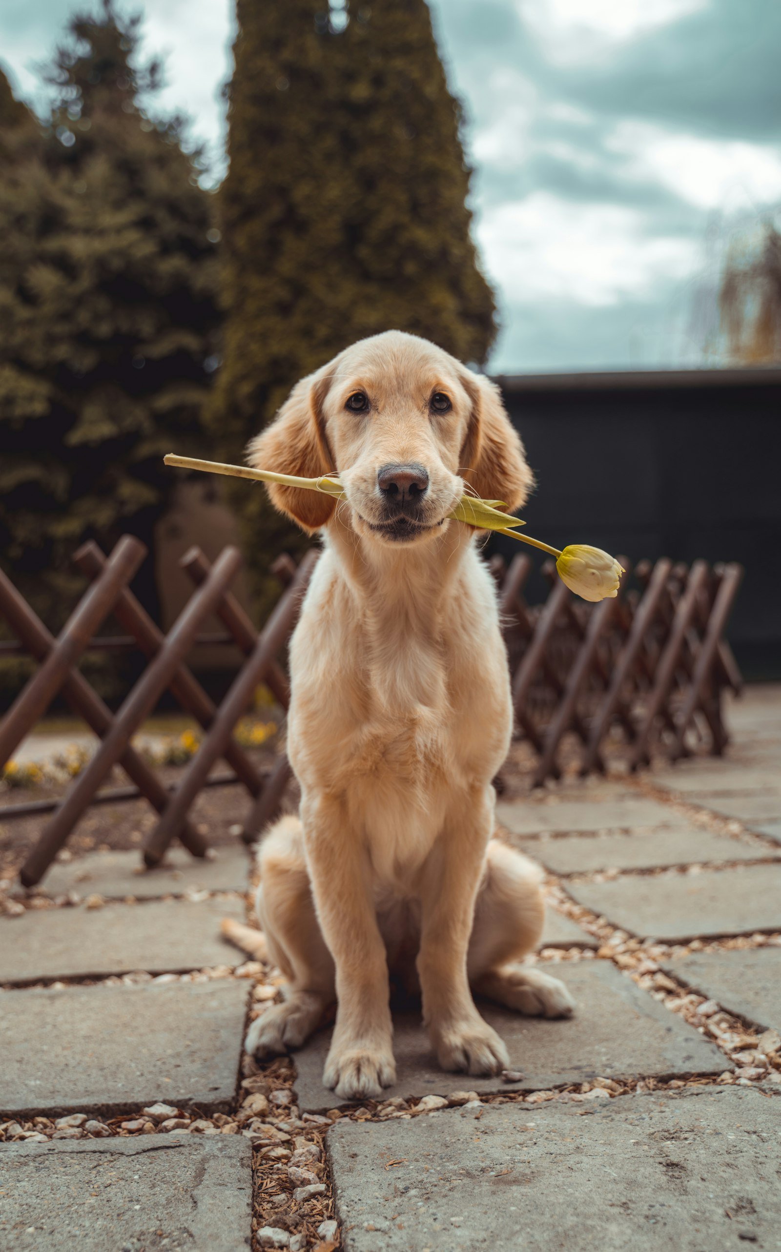 Labrador feliz com uma flor amarela